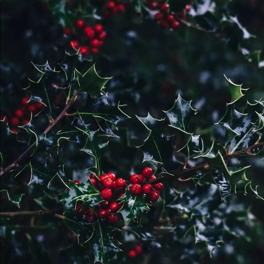Meet your Posher, Rea